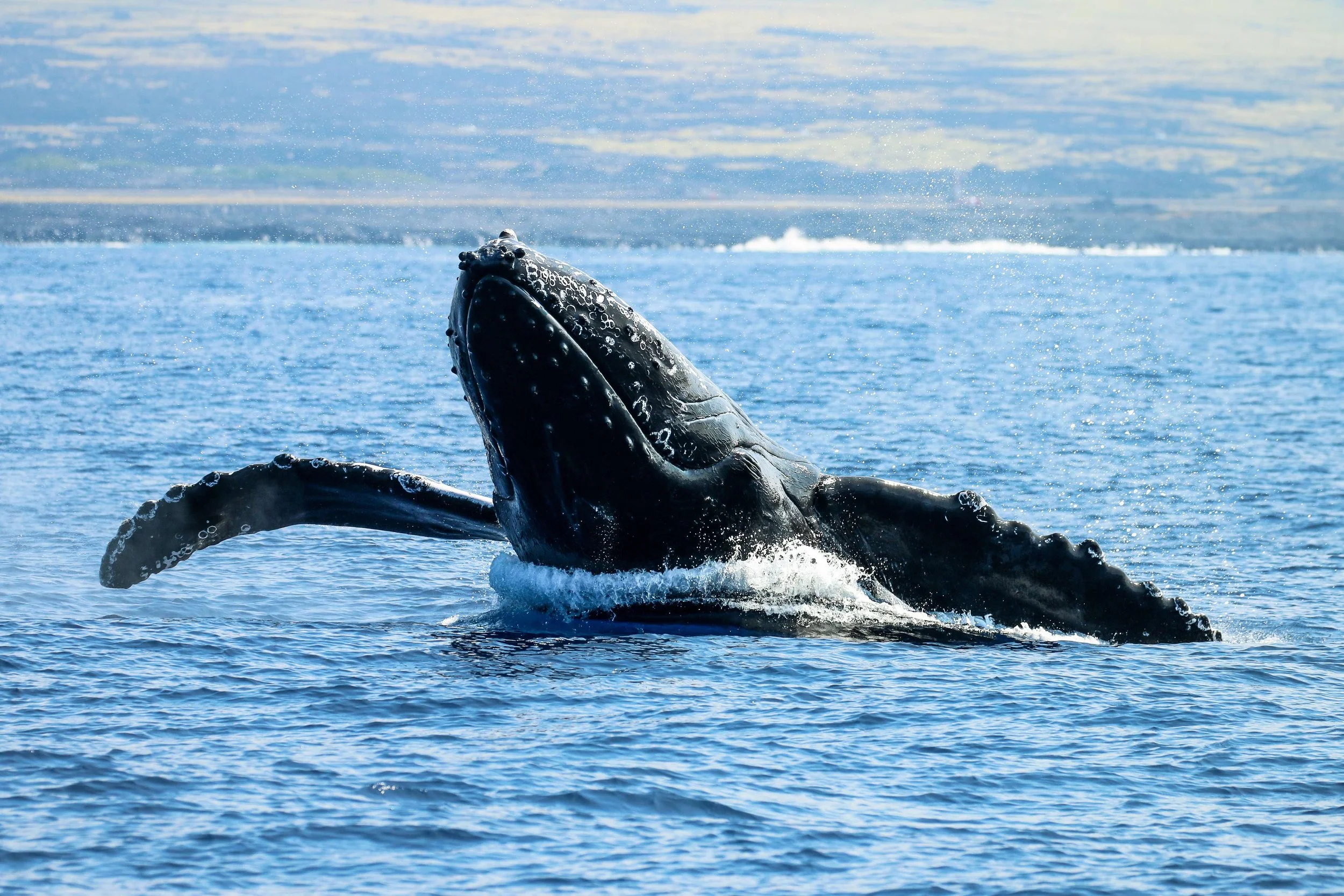 Incredible Winter Whale Watching Season on the Big Island